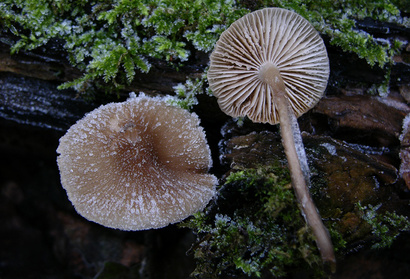 A caccia di Pleurotus.....parte2.